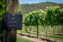 The beautiful Gold Coast Hinterland, where GC2018 volunteer Mark Grant has his own row of grapes, is a great region to explore for all kinds of hidden gems.