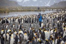 Photographer amongst king penguins, South Georgia
