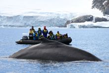Photographing whales in Antarctica