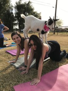 Goat Yoga in Mesa, Arizona