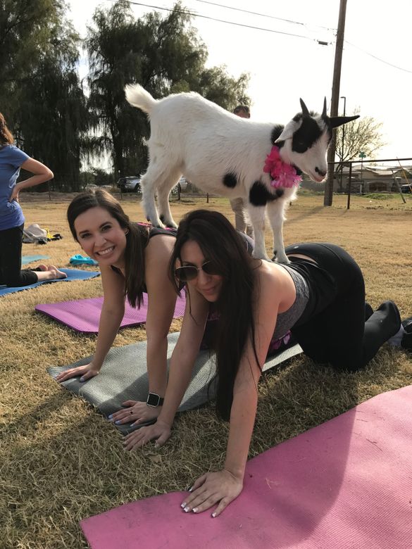 Goat Yoga in Mesa, Arizona