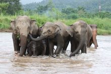 Elephant Nature Park, Chiang Mai