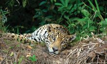 Spot jaguar in Brazil's Pantanal