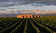 Pair wine and wildlife with International Expeditions