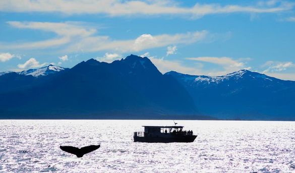 Returning to the region after two decades, Windstar will offer a new Alaska vacation choice enhancing small ship cruising options for experienced travelers.