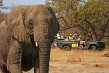 MalaMala Game drive