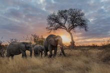 Motswari Dawn