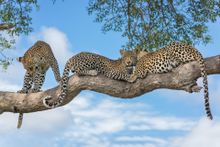 motswari leopards