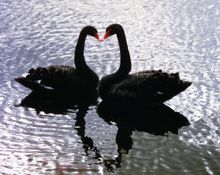 Kissing swans at Leeds Castle, Kent