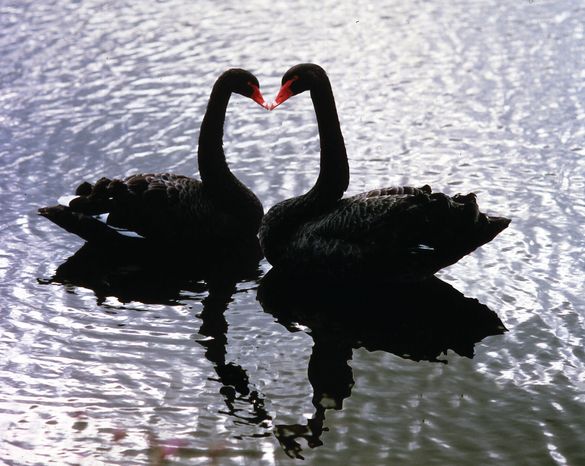 Kissing swans at Leeds Castle, Kent Kissing swans at Leeds Castle, Kent