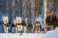 The 2017 Yukon Quest International Sled Dog Race to Fairbanks, Alaska is underway. Photo by Julien Schroder, courtesy of Yukon Quest International.
