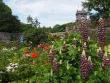 Sark, Rose Garden