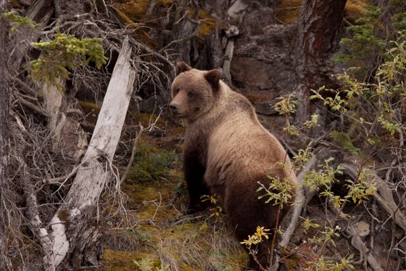 Grizzly Bear in the Yukon