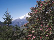 Rhododendrons in Nepal
