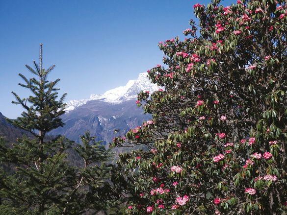 Rhododendrons in Nepal