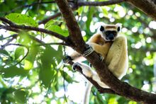 Lemur near Madagascar's newest resort, Miavana