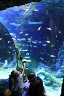 Go nose to nose with sharks, stingrays, jellyfish, sea horses and over 5,000 underwater creatures at Sea Life Michigan Aquarium. 