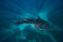 Whale shark at Ningaloo Reef