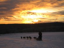 Dog mushing is an Interior Alaska tradition