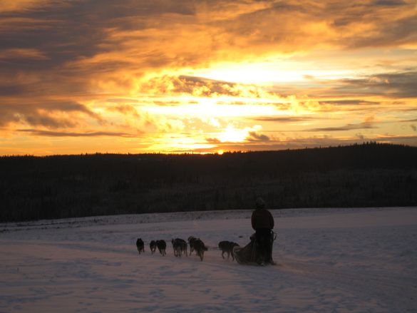 Dog mushing is an Interior Alaska tradition