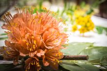 Blaschka Glass Flowers