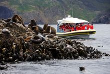 Bruny Island Cruises - SILVER Tourist Attractions