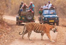 Sawai Madhopur - tigers