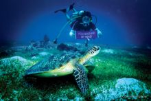 Queensland DreamTripper Scuba Diving