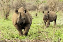 Rhino at Thanda Safari