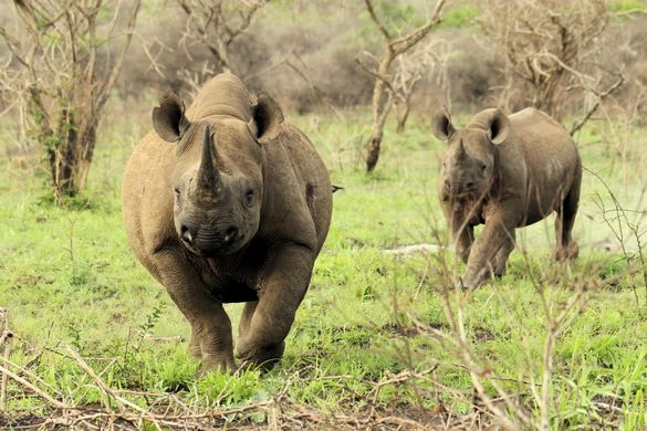 Rhino at Thanda Safari