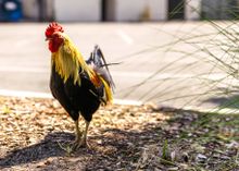Historic Ybor City has its own flock of wild chickens, descended from backyard birds kept by Cuban, Spanish and Italian immigrants 100 years ago.