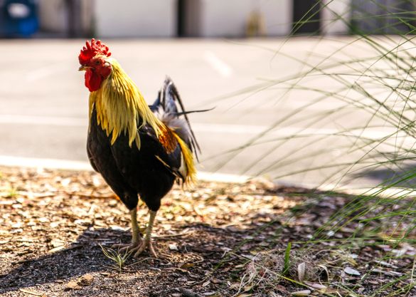 Historic Ybor City has its own flock of wild chickens, descended from backyard birds kept by Cuban, Spanish and Italian immigrants 100 years ago.