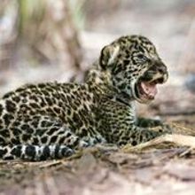 jaguar cub