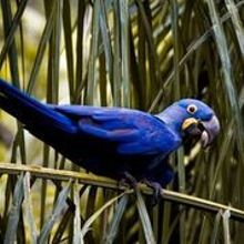Hyacinth Macaw II 