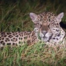 jagaur