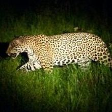 jaguar