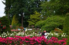Portland's International Rose Test Garden celebrates 100 years