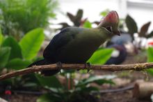 Biotropica