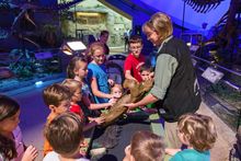 Touch a fossil inside Dinosphere