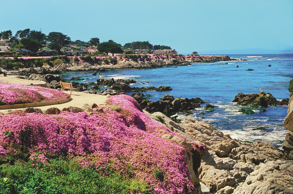 Pacific Grove - Magic Carpet Coastline