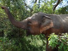 Protected elephant in Yala National Park 