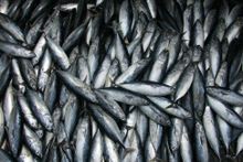 Market fresh fish 