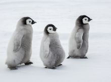 Emperor Penguin, Weddell Sea