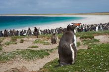 Gentoo Penguins, Falkland Islands