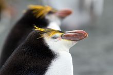 Royal Penguins, Macquarie Island