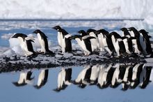 Adelie Penguins, Ross Sea