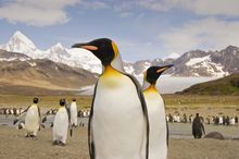 King Penguins, South Georgia