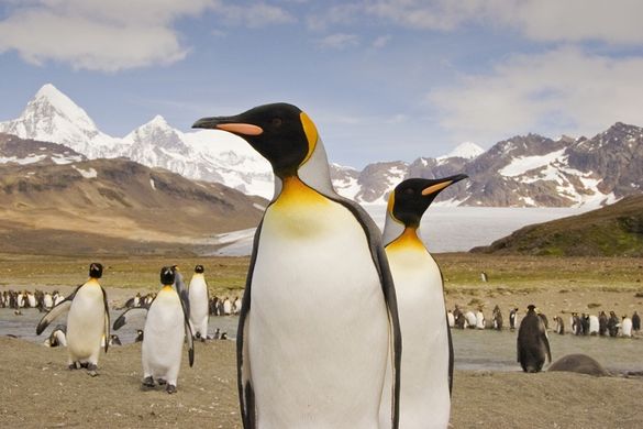 King Penguins, South Georgia