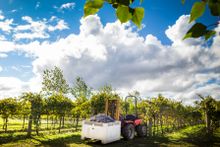 The Canberra District's cool climate wineries will celebrate a new vintage with 10 days of celebrations from 31 March to 9 April kicking off with Canberra District Wine Week and culminating with the Harvest Festival.