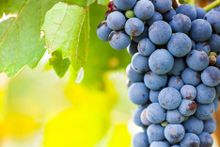 Yarrh Wines Sangiovese grapes are ready to be picked.